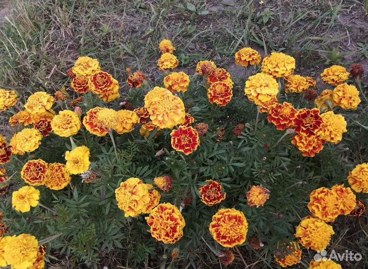 Бархатцы семена