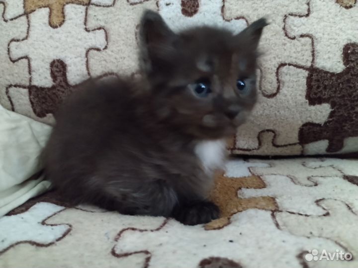 Кошка в дар бесплатно