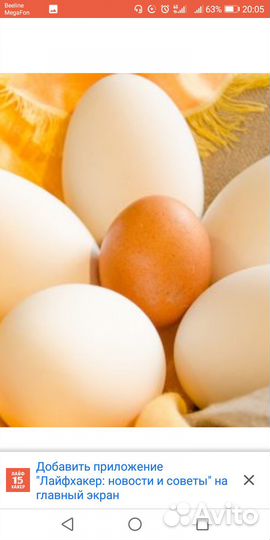 Яйца гусинные, куринные, утинныедомашние