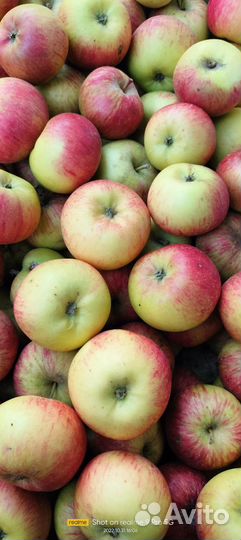 Домашний яблочный уксус