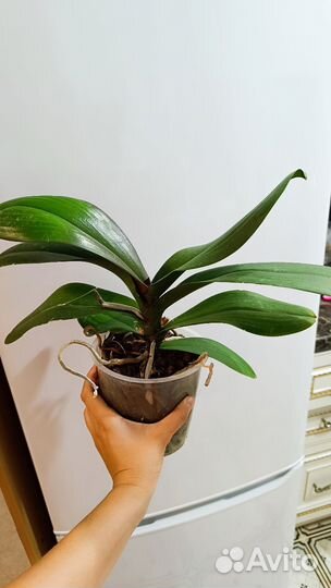 Орхидея фаленопсис cardinal большая