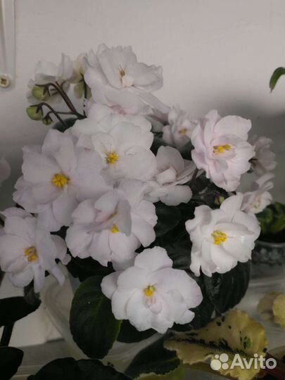 Мини фиалки (листовой черенок)