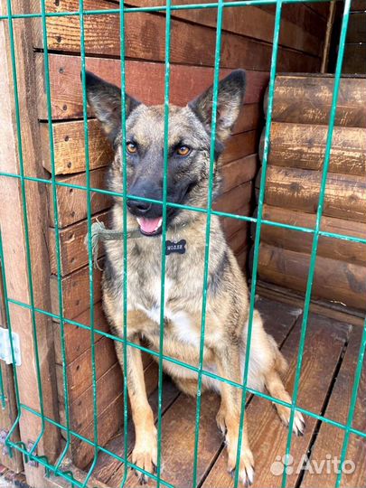 Ласковая собака в добрые руки