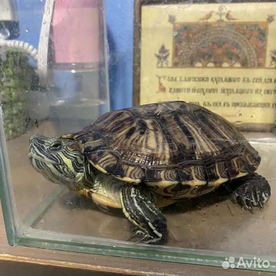 Красноухая черепаха