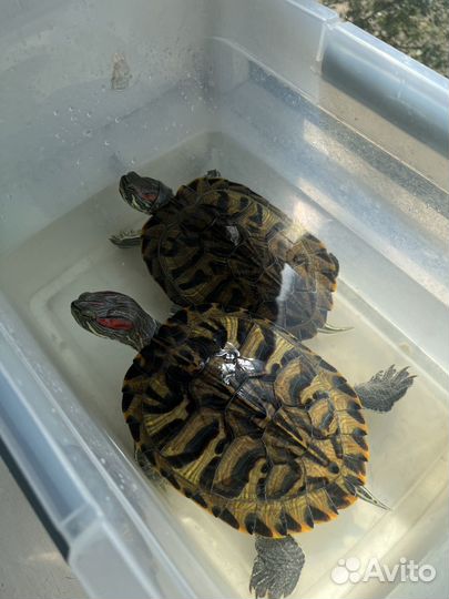 Красноухая черепаха