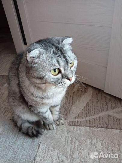 Шотландская вислоухая