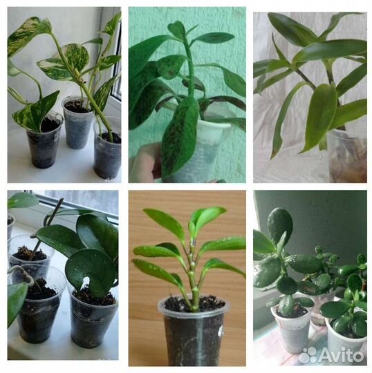 Комнатные Цветы для дома и офиса