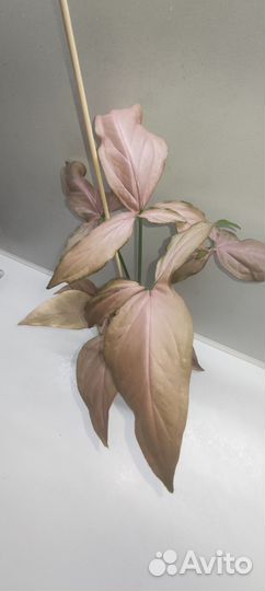 Сингониумы редкие сортовые