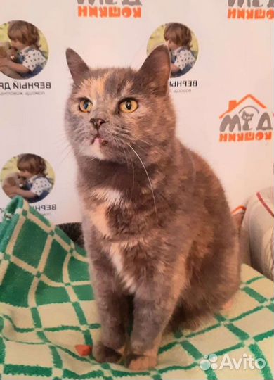 Кошка Люся, стерильная