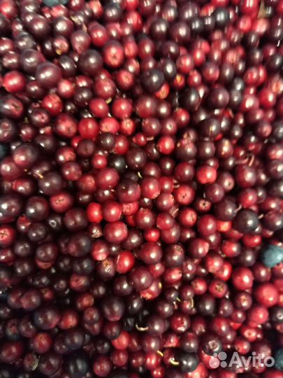 Клюква, брусника, Облепиха, малина