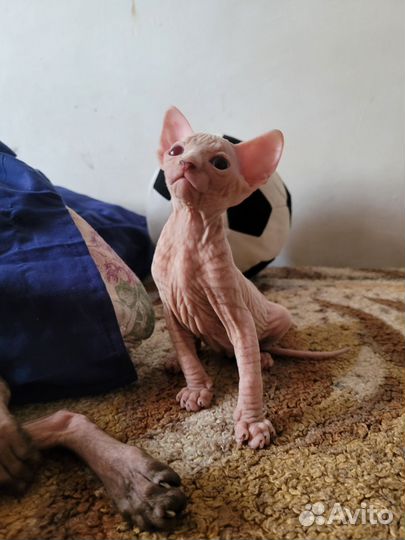 Канадский сфинкс котенок девочка
