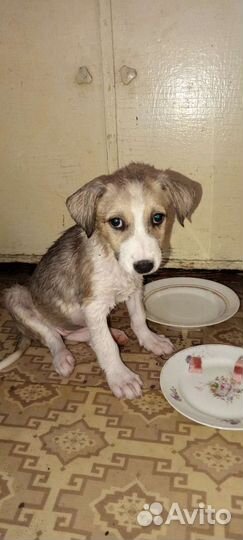 Собака белочка