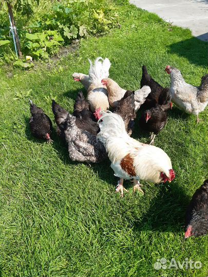 Куры и петухи