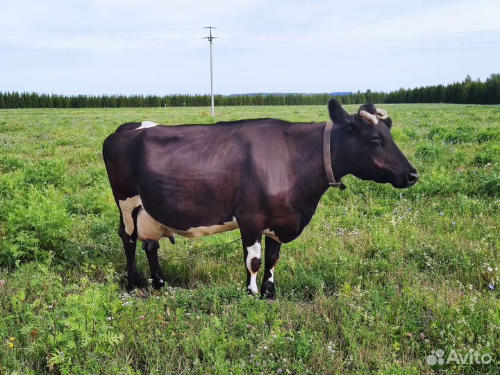 Корова дойная