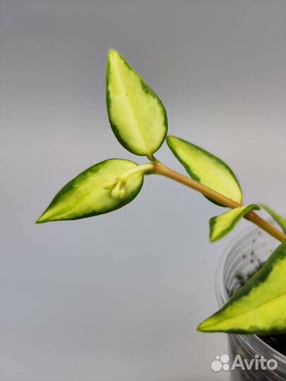 Хойя Луис буис / hoya luis buis