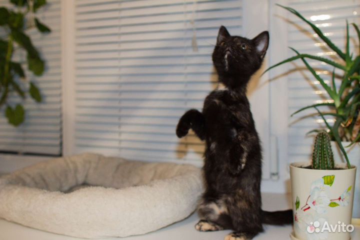 Котенок в добрые руки трехцветный