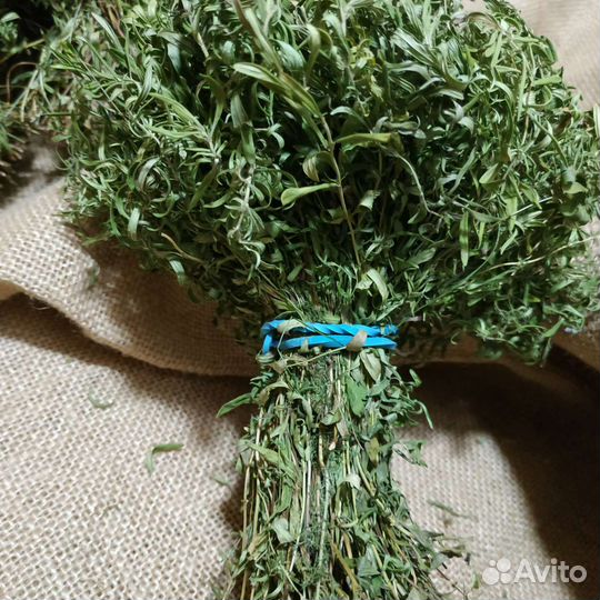 Молодой чабрец