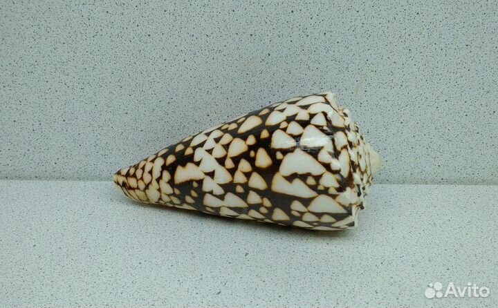 Конус Мармореус 10,30 морская ракушка раковина