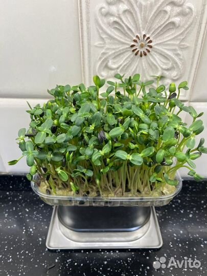 Продажа микрозелени в Кемерово
