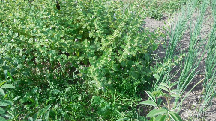 Мелисса лимонная