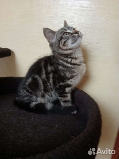 Котята мейн-кун