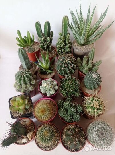 Кактусы и суккуленты