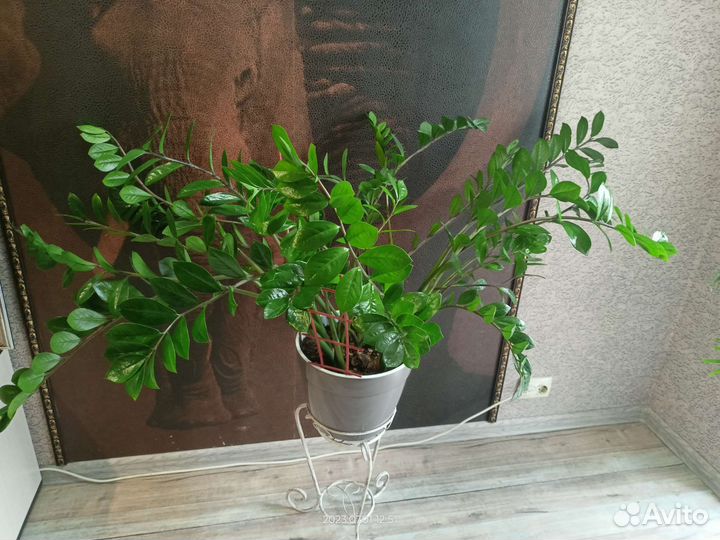 Замиокулькас