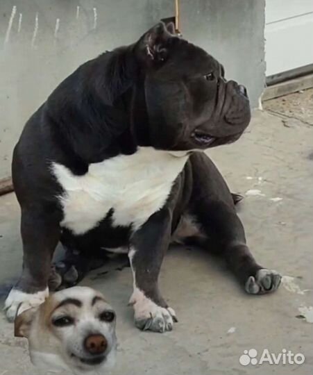 Американский булли экзот