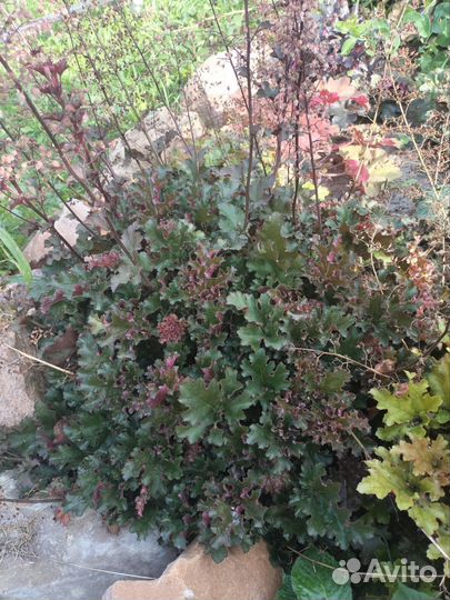 Гейхеры сортовые