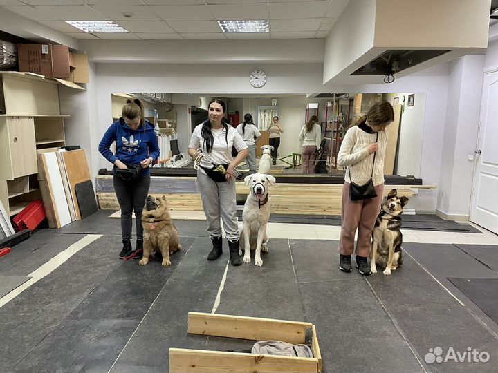 Дрессировка собак