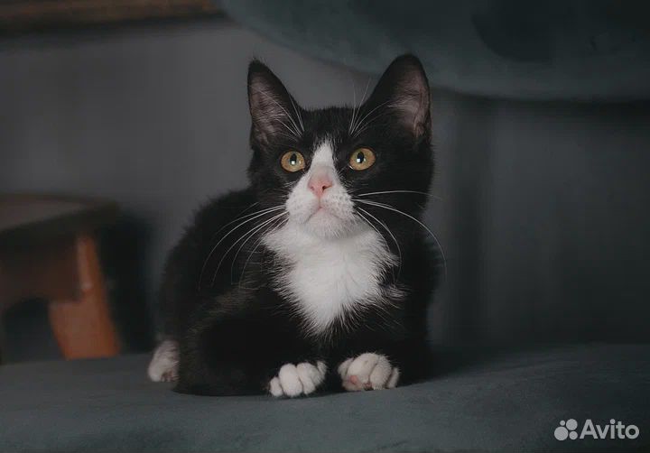 Котенок в добрые руки