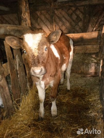 Телята бычки