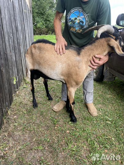 Вязка козел