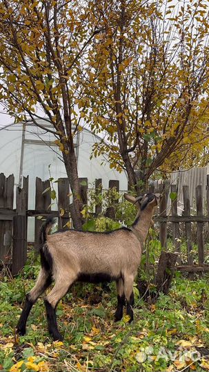 Козье молоко