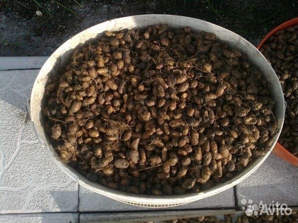 Орехи Чуфа (семена)