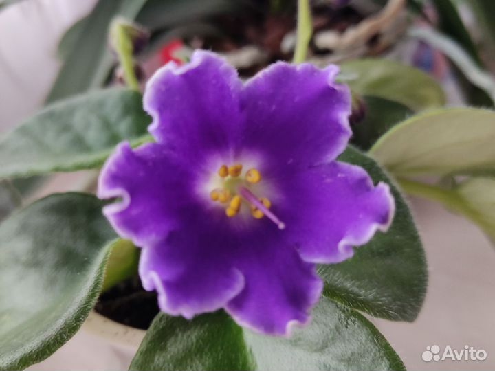 Сортовые фиалки цветущие