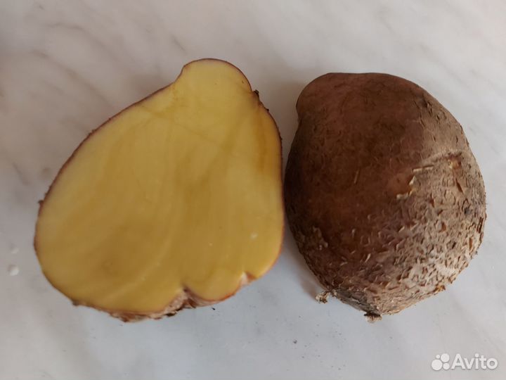 Семенной картофель