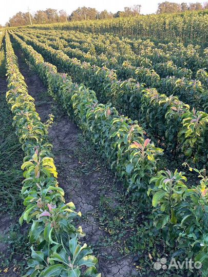 Саженцы плодовых деревьев (опт)