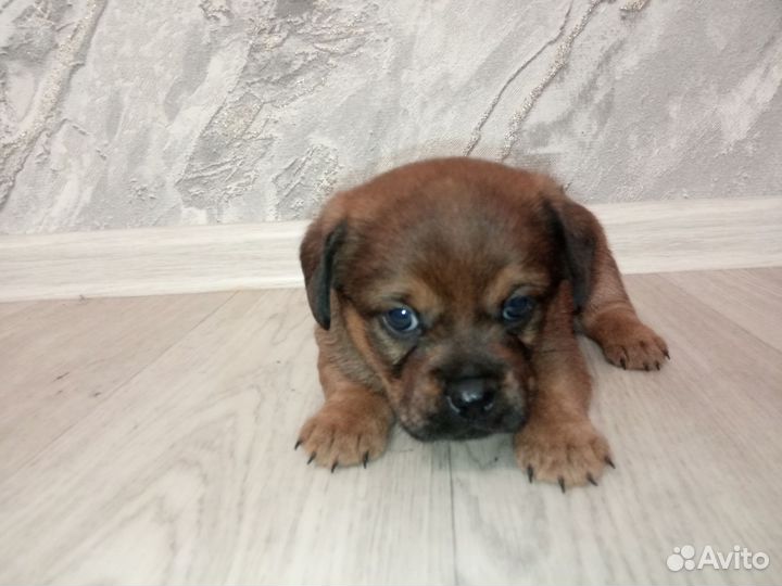 Щенки пекинеса