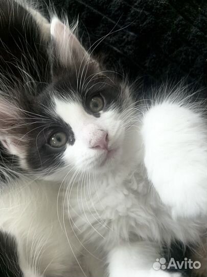 Котята мейн-куны