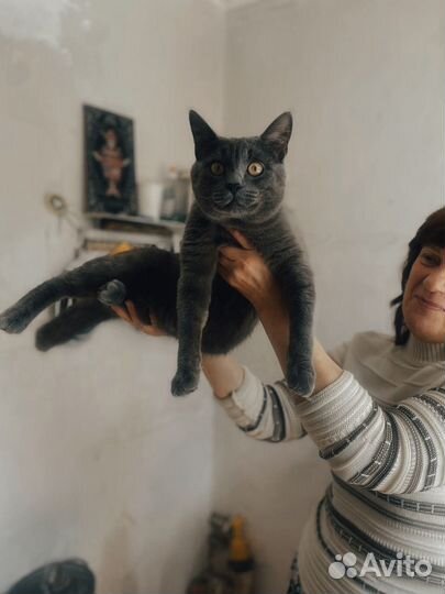 Отдам в добрые руки котика