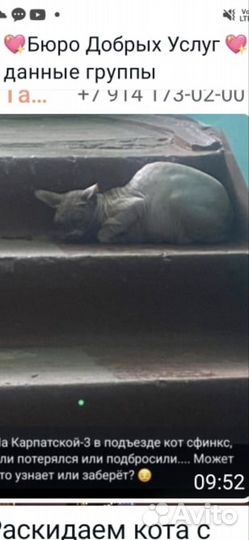 Отдам кошечку сфинкса
