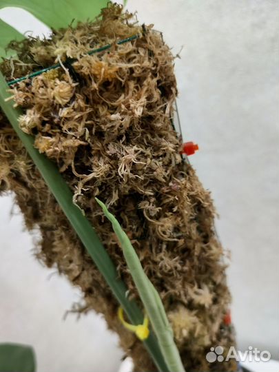 Тотем для растений с мхом