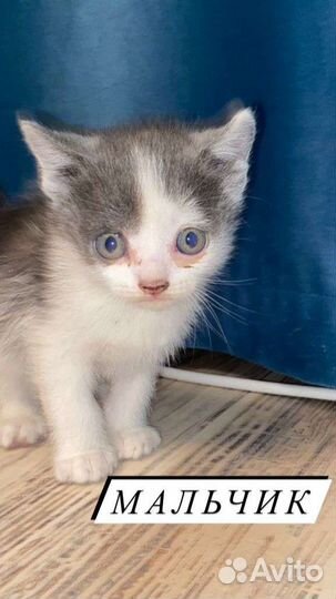 Британские котята смешаные с песпородным