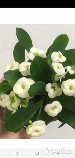 Молочай Миля гибридн вечноцветущий.3 цвета