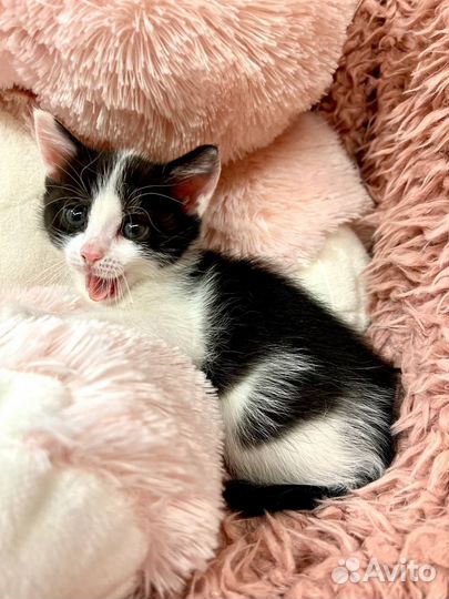 Котенок в добрые руки