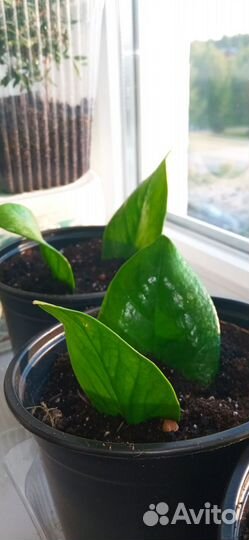 Замиокулькас