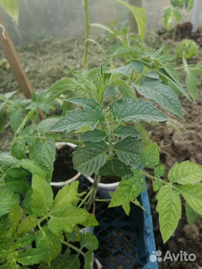 Рассада помидор