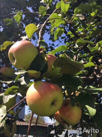 Яблоки домашние