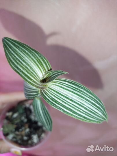 Жасмин садовый